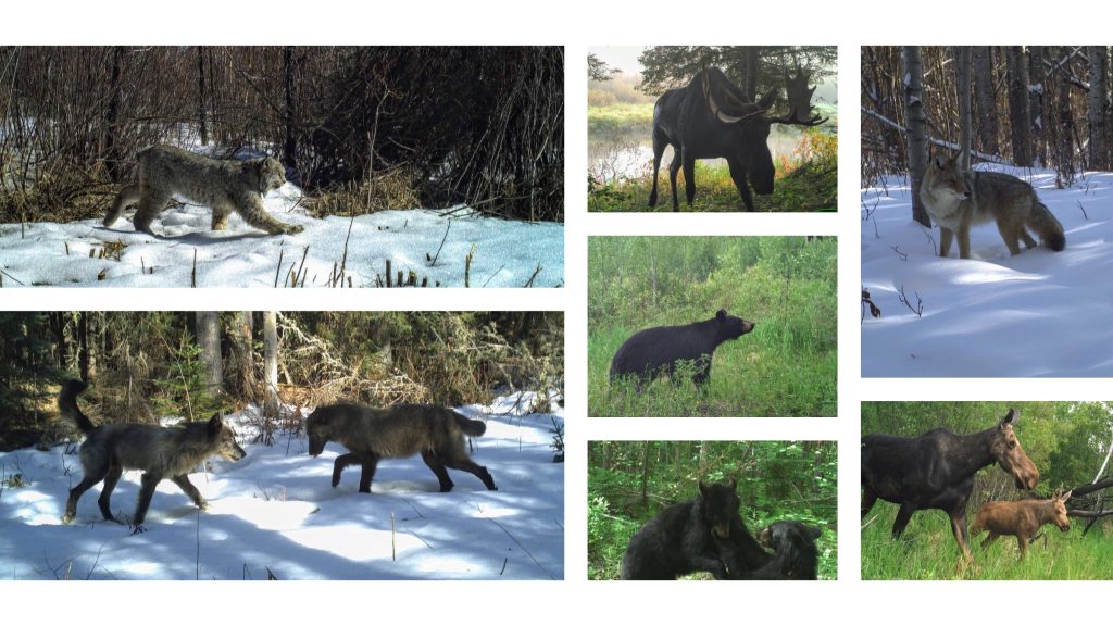 Photos depicting a variety of wildlife, including moose, black bears, wolves and a bobcat